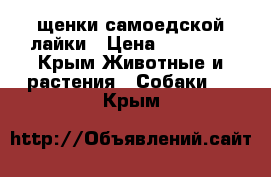 щенки самоедской лайки › Цена ­ 10 000 - Крым Животные и растения » Собаки   . Крым